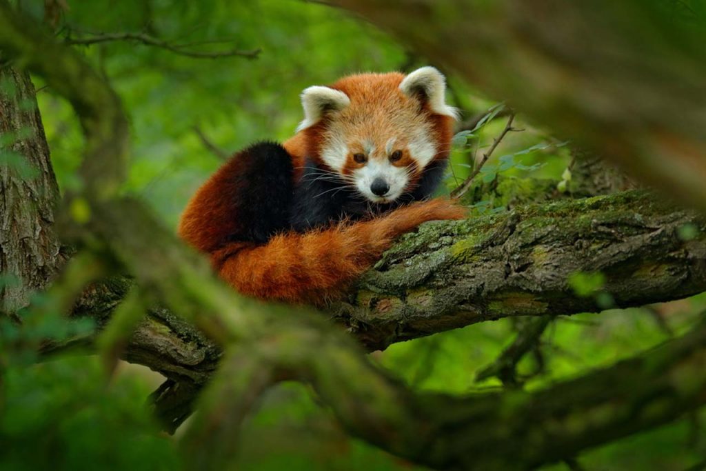 Red panda sikkim