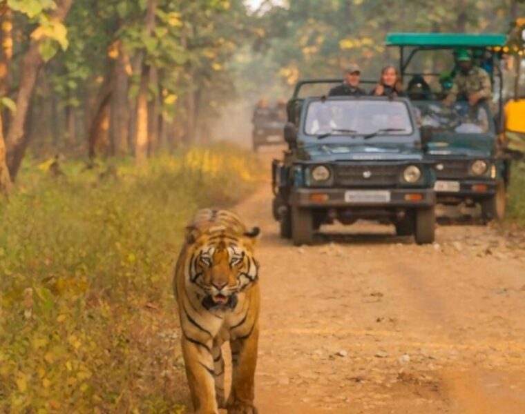 Safaris in india