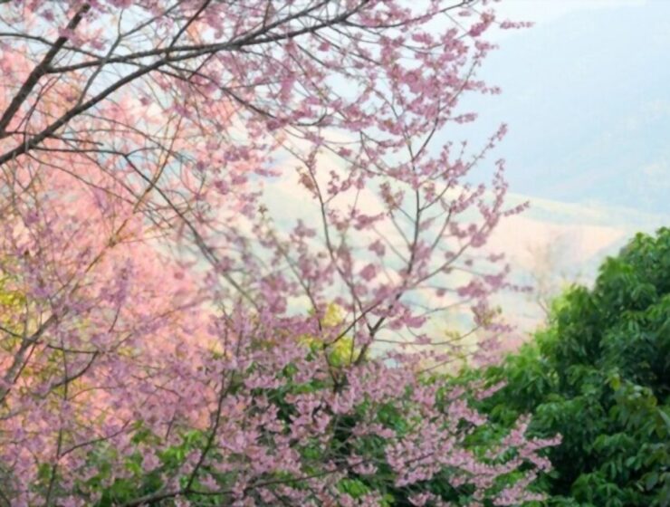 Cherry blossom india