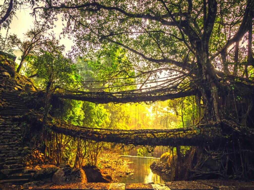 Living root bridges, bridge, meghalaya, india, travel, nature