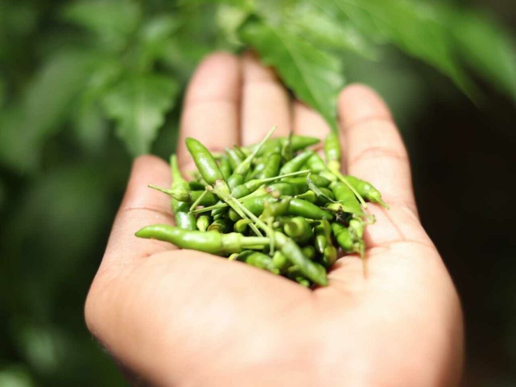 Birds eye chillies, food, meghala, india