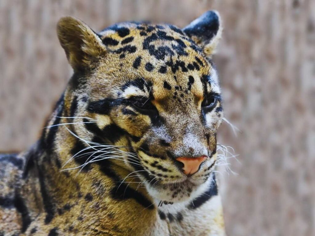 Clouded leopard, meghalaya, india, nature, travel, wildlife, big cat