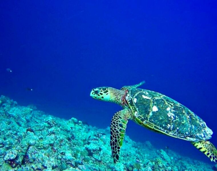 Sea turtle, lakshadweep, india, marine life