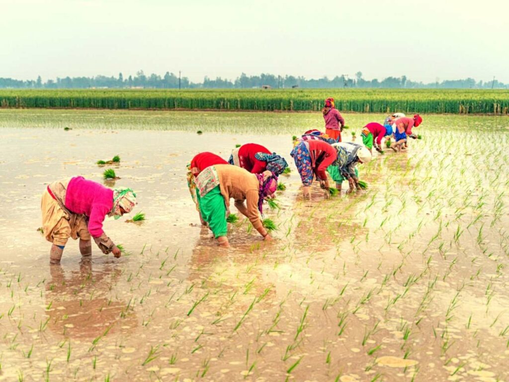 Rice cultivation, paddy fields, meghalaya, india, farming, women