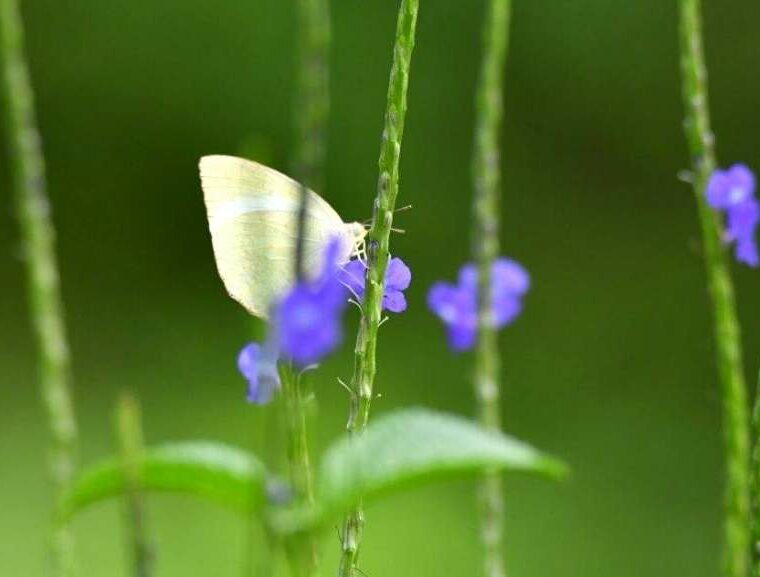 Butterfly garden, taj, green initiatives, butterfly