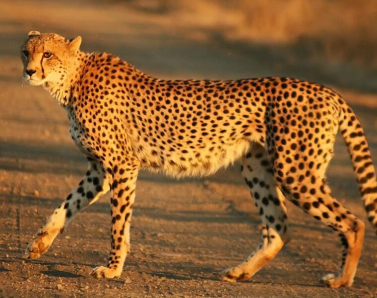 Cheetah in kuno national park