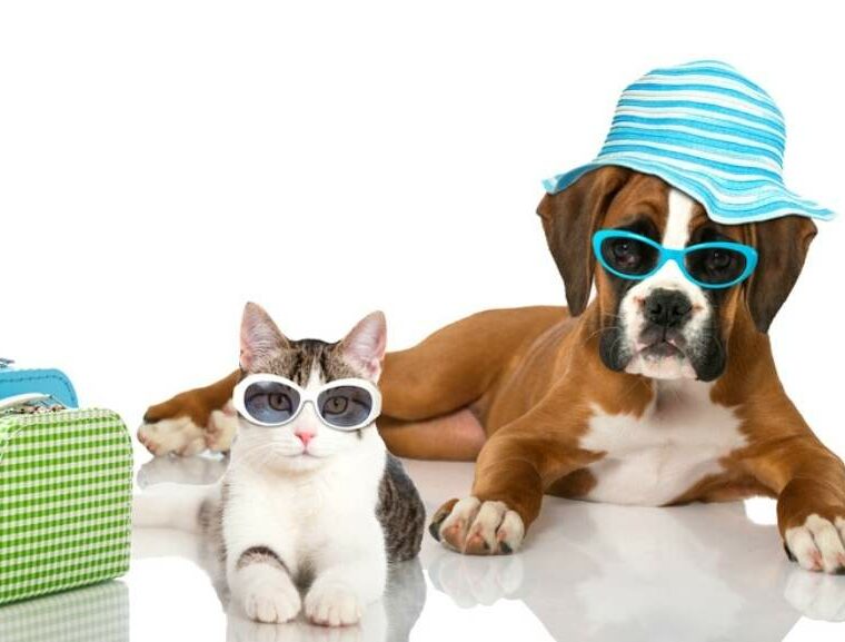 Pets, travel