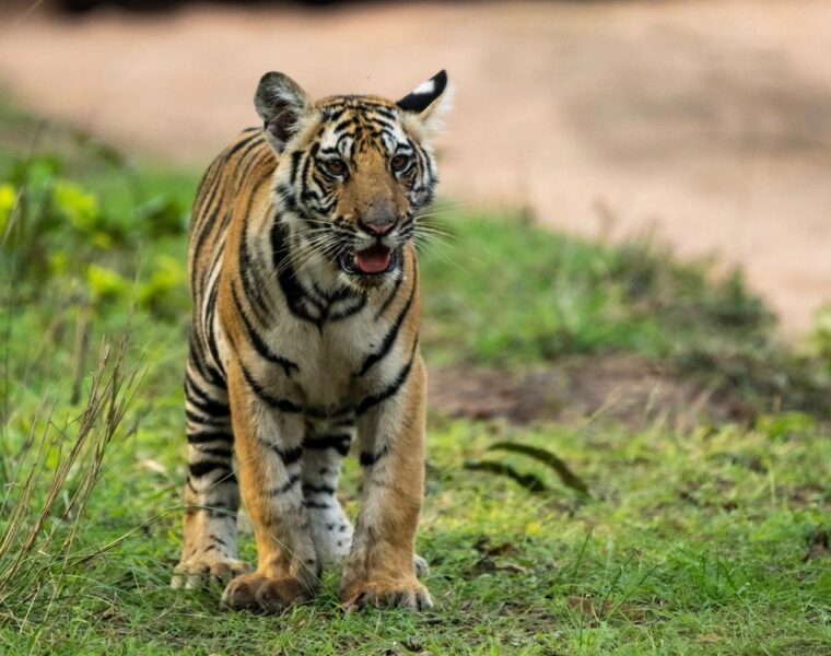 Bandhavgarh national park