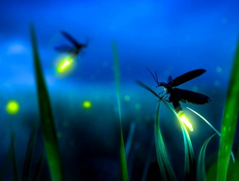 Fireflies