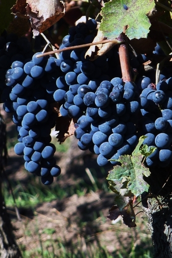 Elena Fucci: One Woman. One Grape. One Wine 5 Aglianico grape