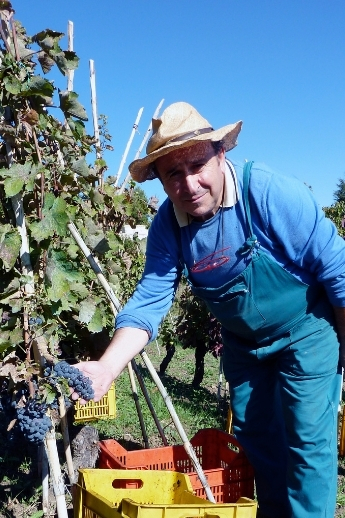 Elena Fucci: One Woman. One Grape. One Wine 6 Grape harvesting for wine