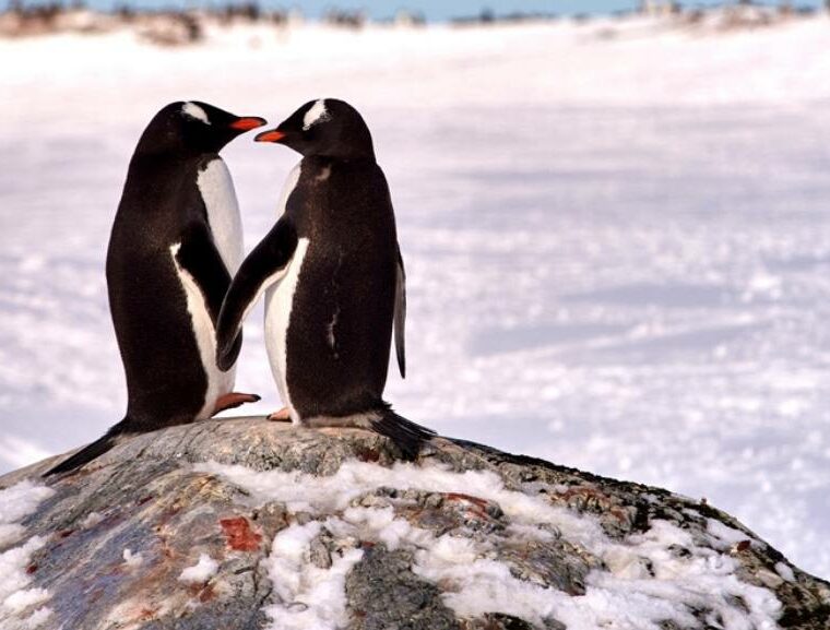 Gentoo penguins, penguin, birdlife, nature