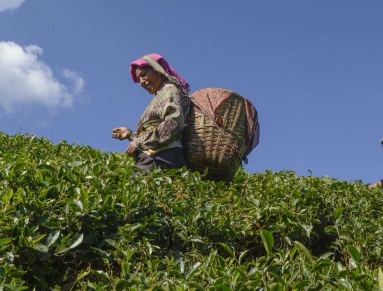 Darjeeling tea estate