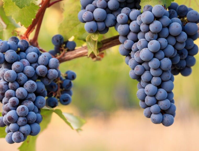 Shiraz grape produces a full-bodied red wine