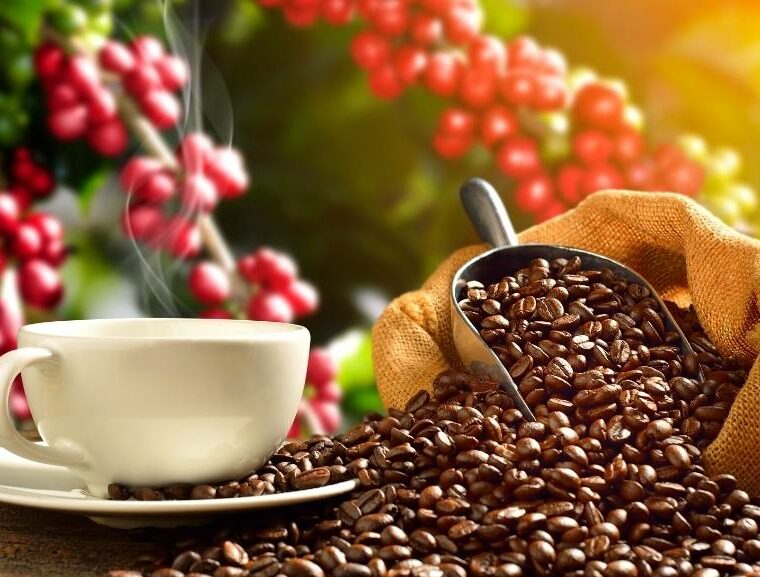 Coffee plantations, the coffee story, coffee, indian coffee, coffee beans, coffee trails, domestic travel