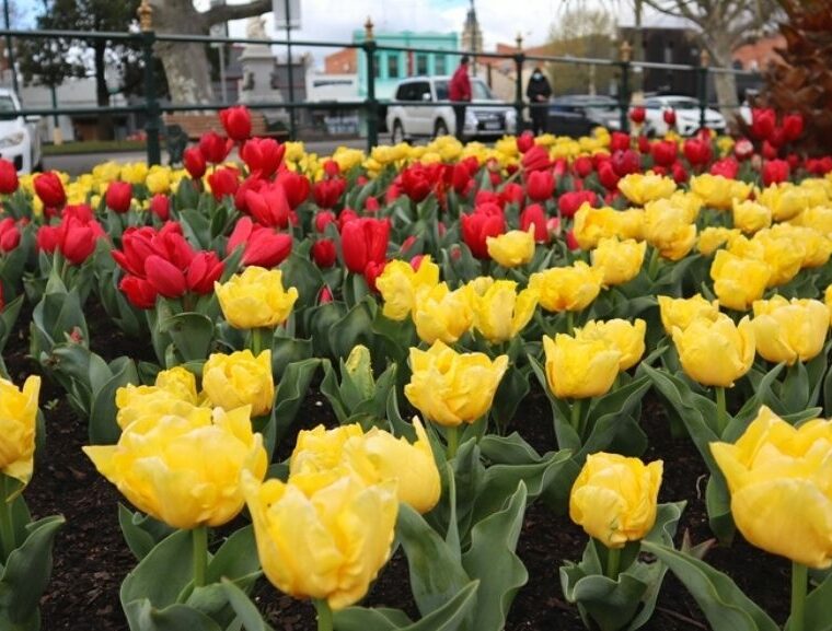 Tulips, bendigo, australia, spring