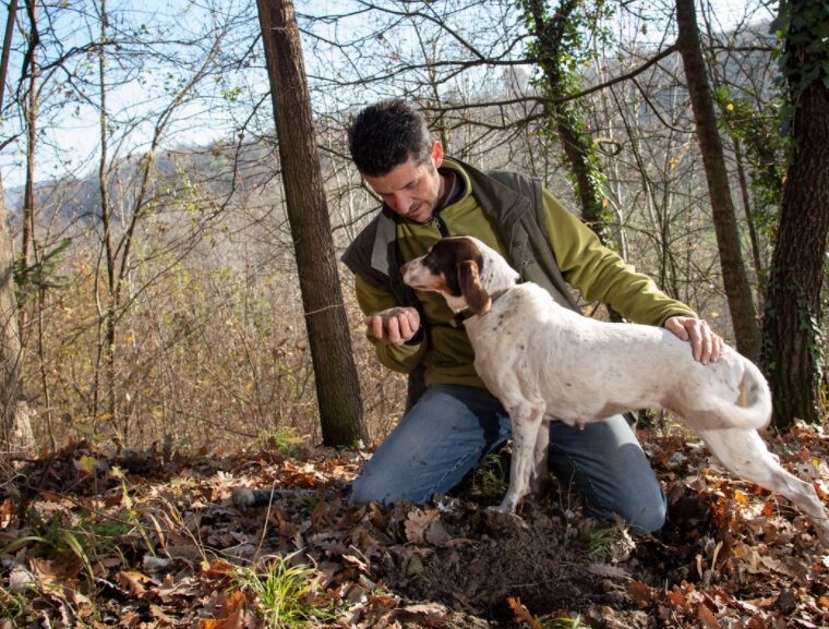 Truffle hunting in alba, italy
