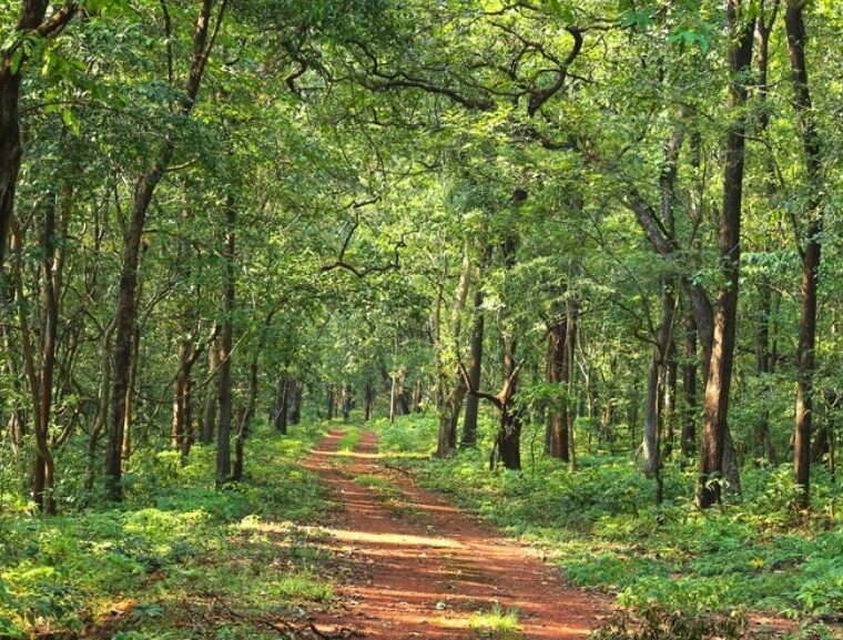 Goa, green, nature, forests