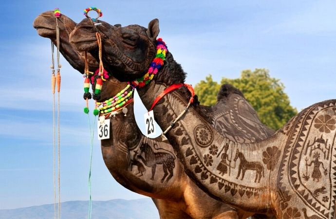 Camel festival | bikaner camel festival rajasthan