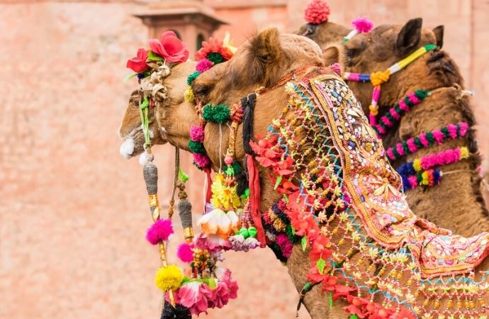 Camel festival | bikaner camel festival rajasthan
