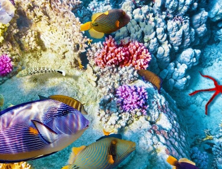 Great barrier reef