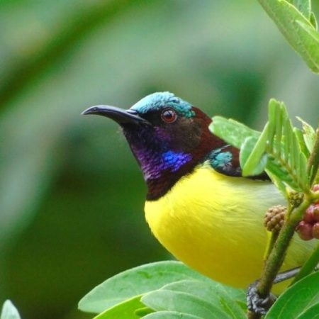 Birding Enthusiasts, Fly Off To These 5 Indian Sanctuaries This Season! 12 Birds, spring, birdwatching, india, indian birds
