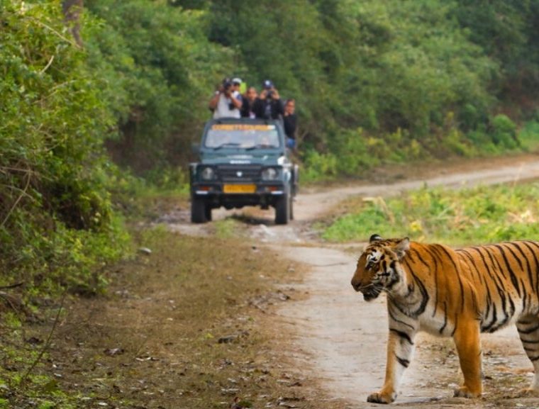 Wildlife, safari, wildlife travel, sanctuaries, indian wildlife