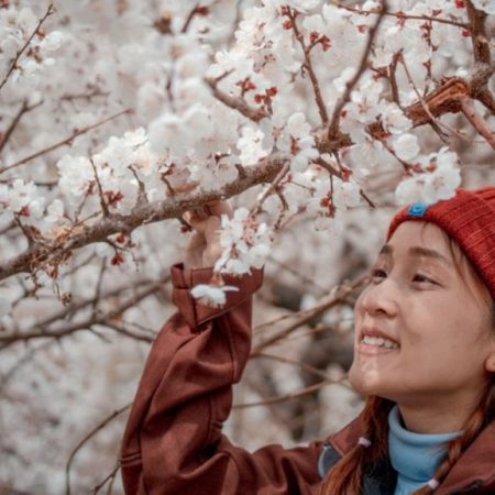 Every April, Ladakh Comes Alive With Soft Pink Apricot Blossoms 9 Apricot blossom festival