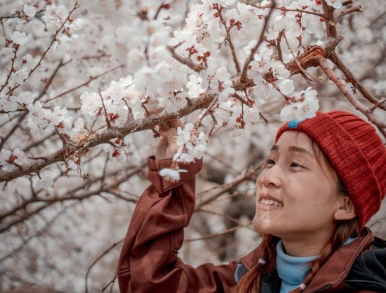 Apricot blossom festival