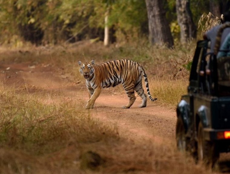 Tiger safari