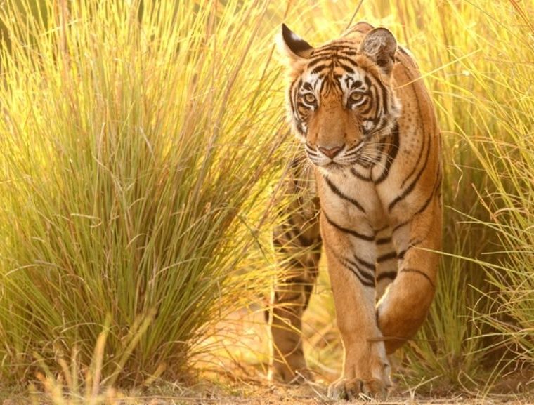 Tiger, tiger tourism, conservation, save the tiger, wildlife travel