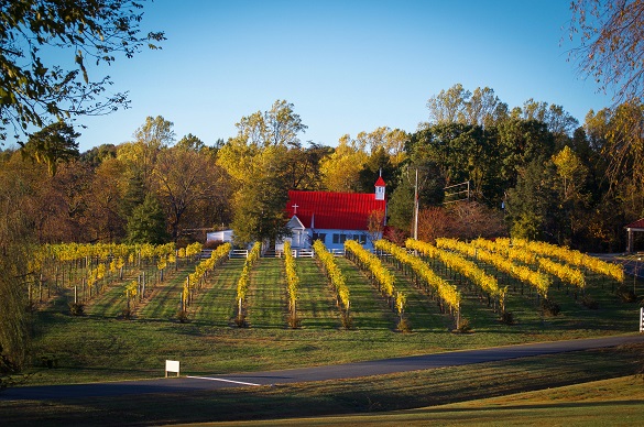 On A Trail Of America’s Founding Fathers’ Kitchens, Distilleries, Vineyards, And Favourite Taverns 10 Where jefferson vineyards stands now that was the exact spot where thomas jefferson and philip mazzei grew grapes almost 250 years ago. (photo credit: attila woodard)