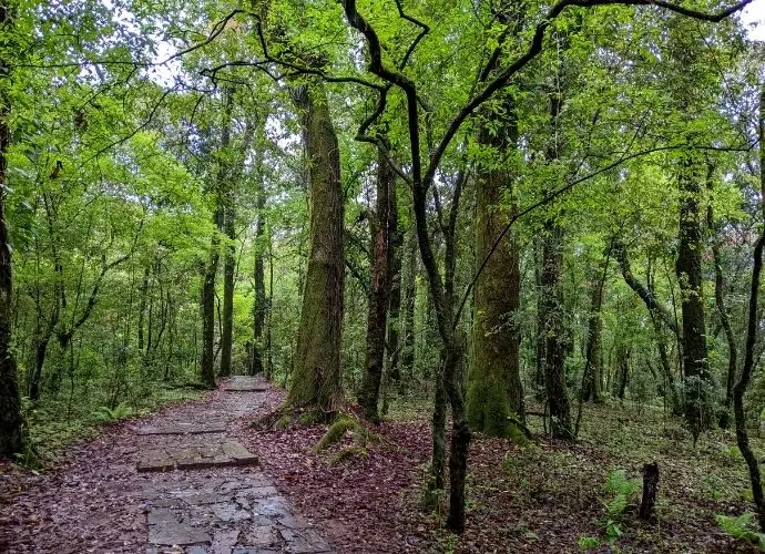 The beautiful trail. Image: roxanne bamboat. | mawphlang, forest, eco tourism, meghalaya, world environment day
