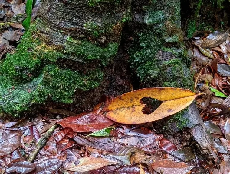 Mawphlang, forest, eco tourism, meghalaya, world environment day