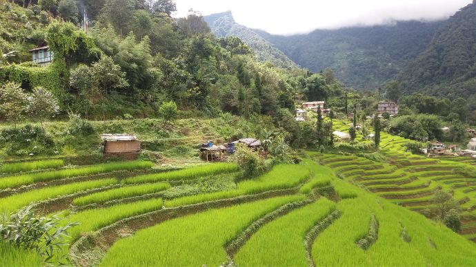 What Do We Know About Organic Farming In Sikkim? 2 All farming since 2016 has been mandatorily completely organic in the state of sikkim. Image: shutterstock.