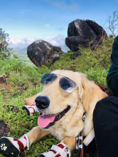 Dogs of traveldine
