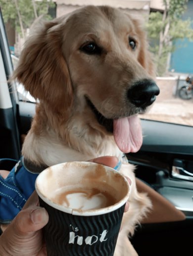 International dog day