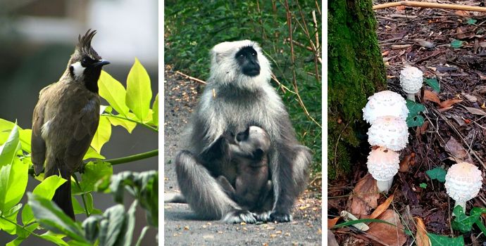 A Walk On The Wild Side Through The Forest Of Dachigam, Near Srinagar 6 Dachigam 12