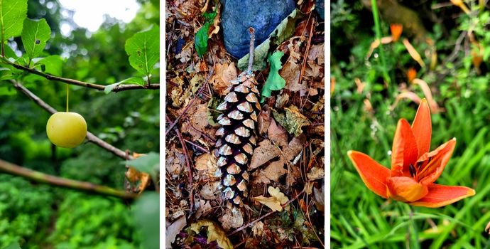 A Walk On The Wild Side Through The Forest Of Dachigam, Near Srinagar 4 Dachigam 9