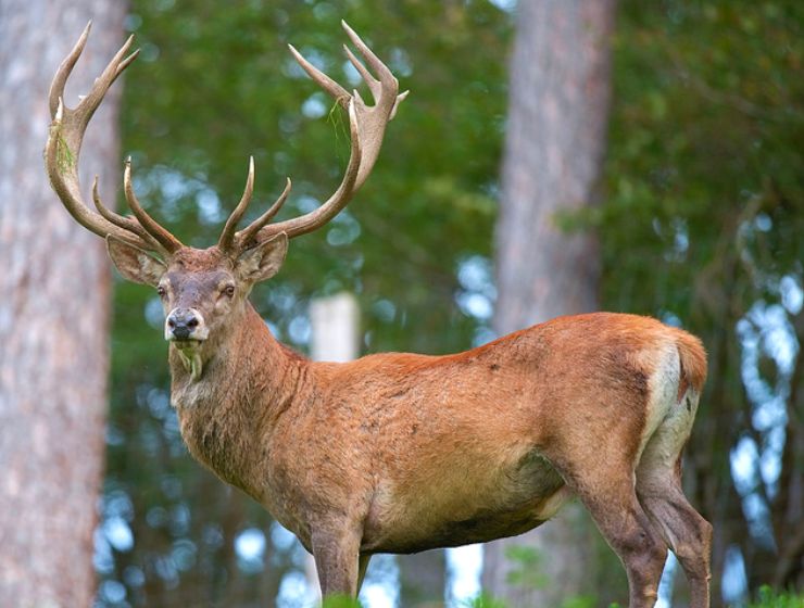 Top things to do in srinagar, dachigam, srinagar, kashmir