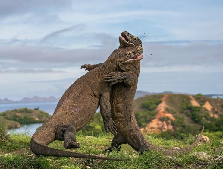 Komodo national park