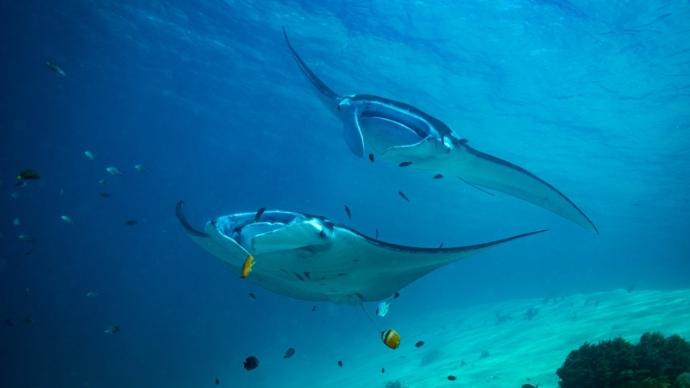 Manta rays