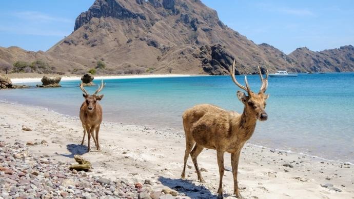 Timor deer