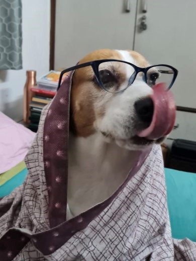 International dog day