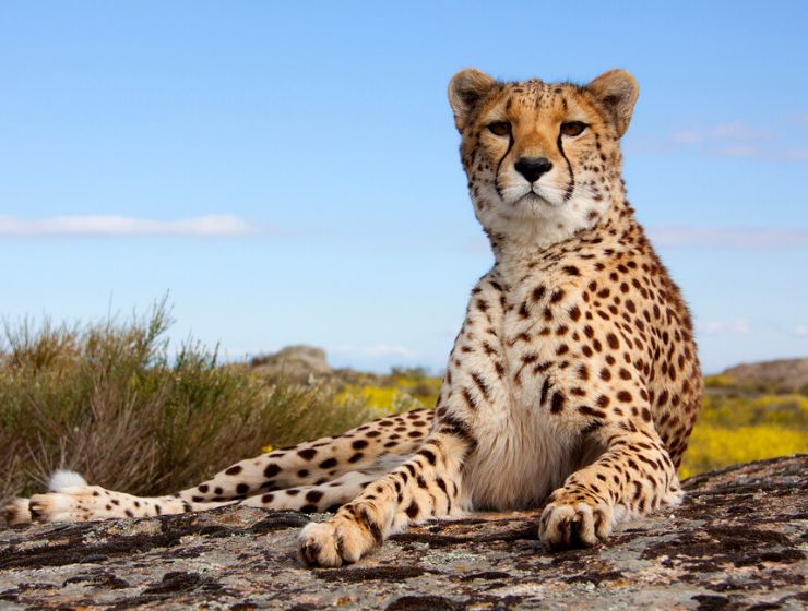 Kenya, africa, wildlife travel