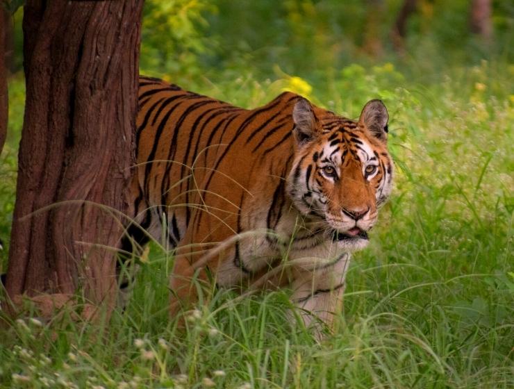 Tigress, collarwali, pench national park, pench tiger reserve