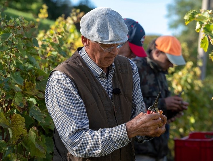 Gravner in his vineyard