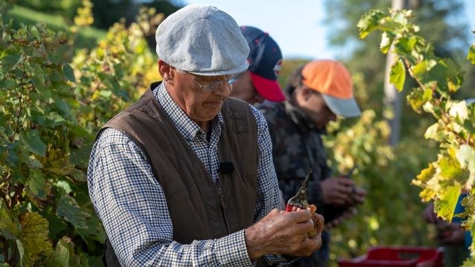 The Intriguing Case Of Gravner'S Amber Wine 5 Josko gravner in his vineyard during the busy harvest season.