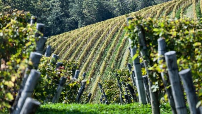 The Intriguing Case Of Gravner'S Amber Wine 1 The scenic gravner vineyard in northeastern italy. The hilly terrain is well suited for the local ribolla grape.