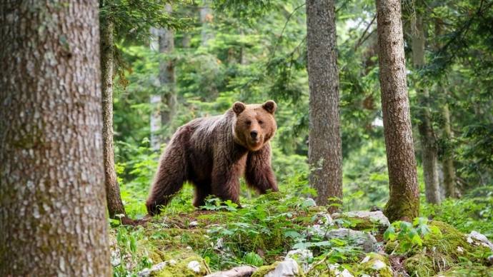 These 7 Survival Skills Will Keep You Alive In The Wilderness! 5 Bear attack